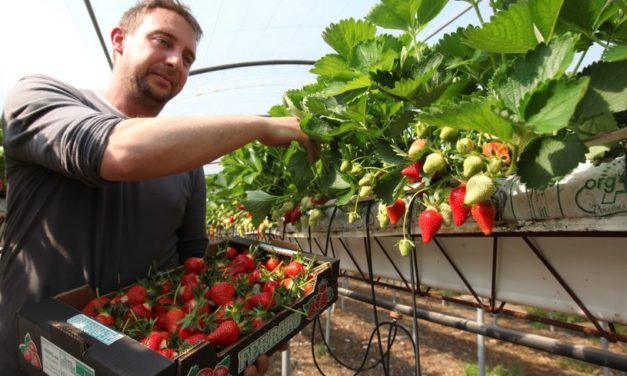 Confinement : la filière agricole recherche 200 000 volontaires pour travailler dans les champs