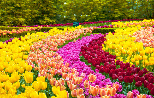 Kenya : Chute des recettes horticoles à 1,3 milliard $ en 2019